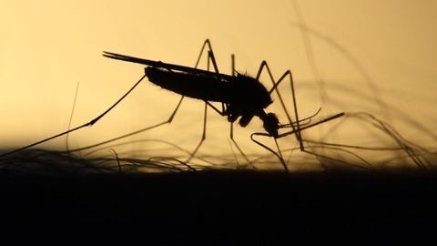 New Collaboration Aims to Increase Yield of Anti-Zika Antibody