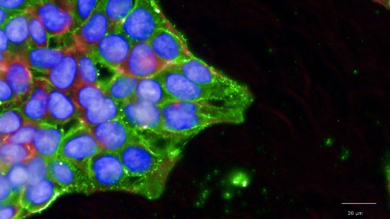 Applications Guide for Using Heparan Sulfate Antibodies for HSPG Research