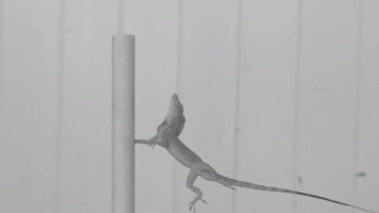 Natural Selection in a Hurricane: The Lizards That Won’t Let Go