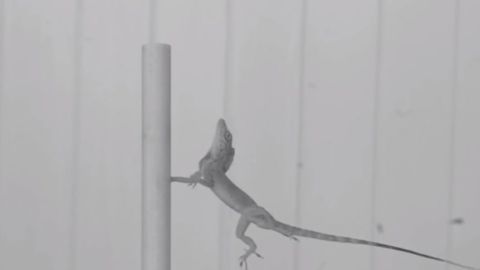 Natural Selection in a Hurricane: The Lizards That Won’t Let Go