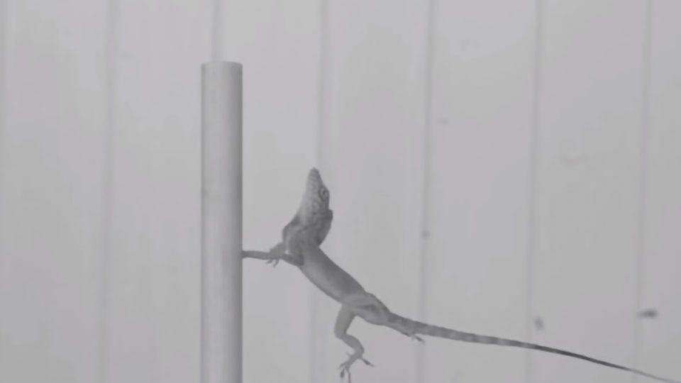Natural Selection in a Hurricane: The Lizards That Won’t Let Go content piece image