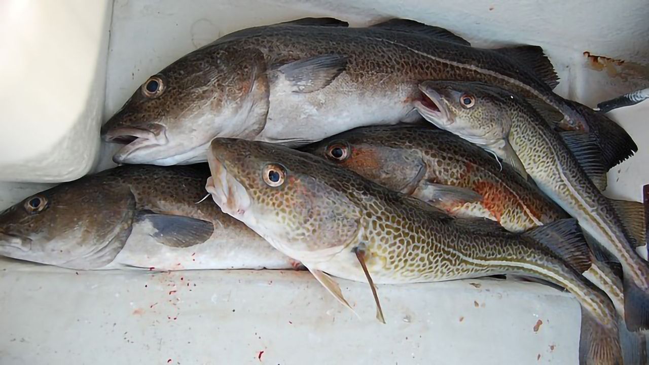 Eating Fish Can Be Good, but Sometimes It's Better
