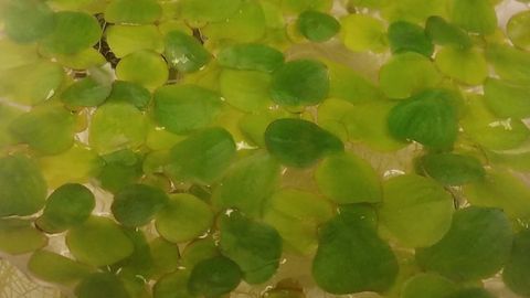 Wastewater Treatment Could Benefit From Water Weed Research