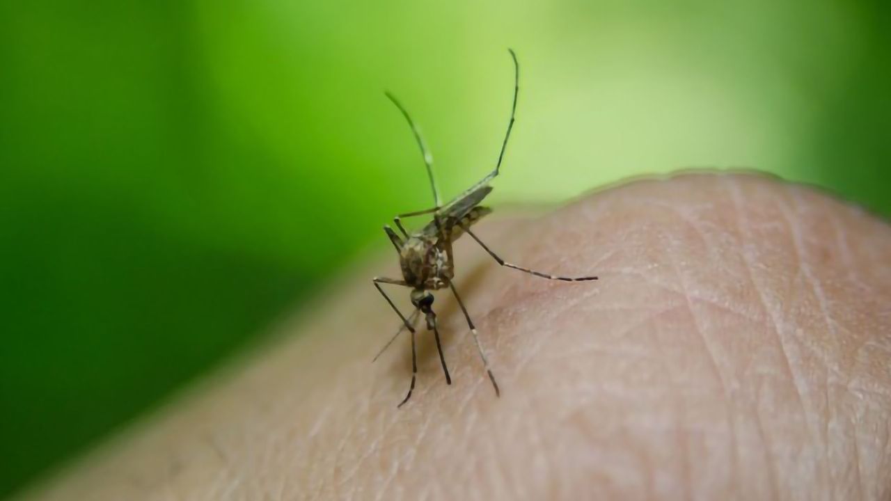 Malaria Can and Should Be Eradicated Within a Generation