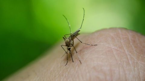 Malaria Can and Should Be Eradicated Within a Generation