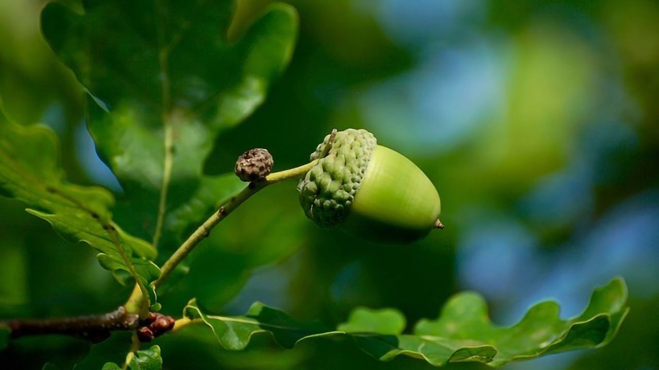 Oak Trees Are Natural Urban Air Filters