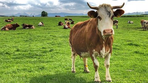 Not All Meat Is Created Equal