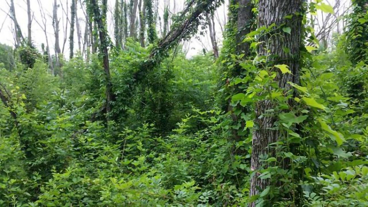 Lingering Ash Trees Will Survive Emerald Beetle Invasion – Just