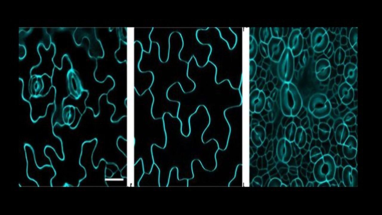 Key Genes That Make Stomata and Enforce Stomatal Patterning Identified