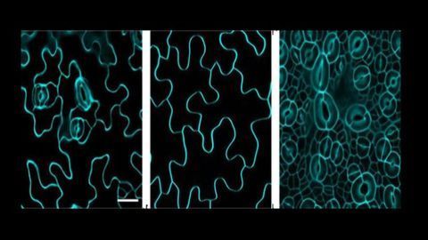 Key Genes That Make Stomata and Enforce Stomatal Patterning Identified