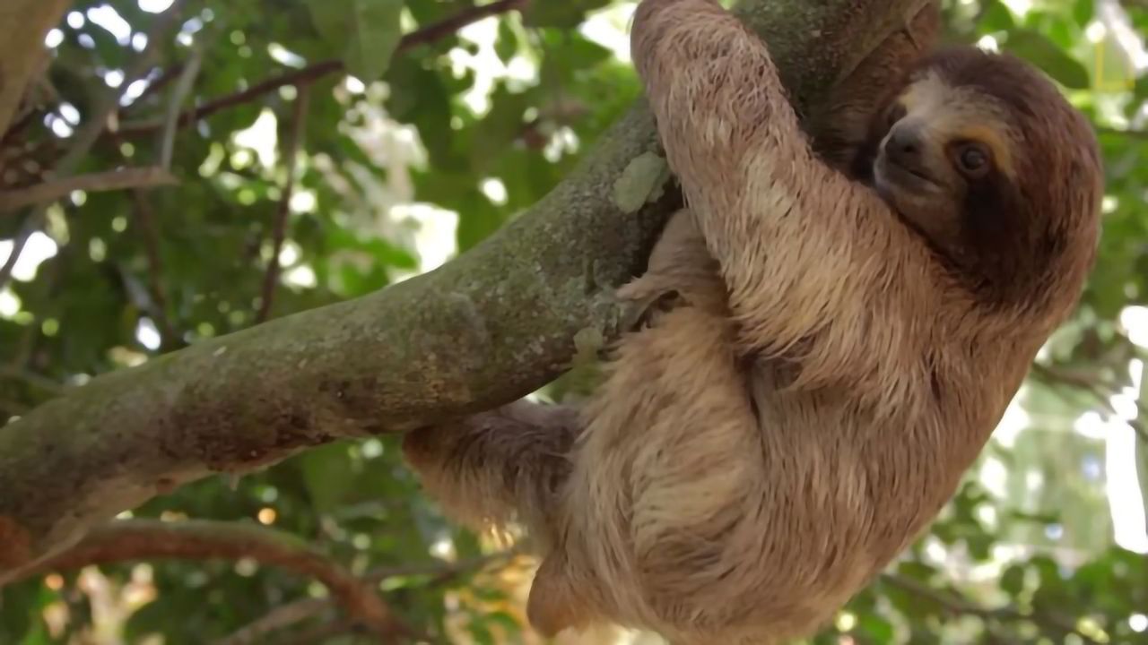 Rainforests 101 - National Geographic
