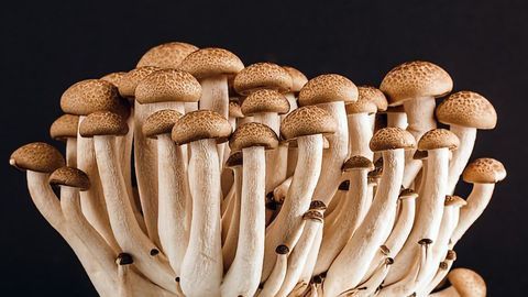 Fungal Genetics Yield Insights on Sexual Development