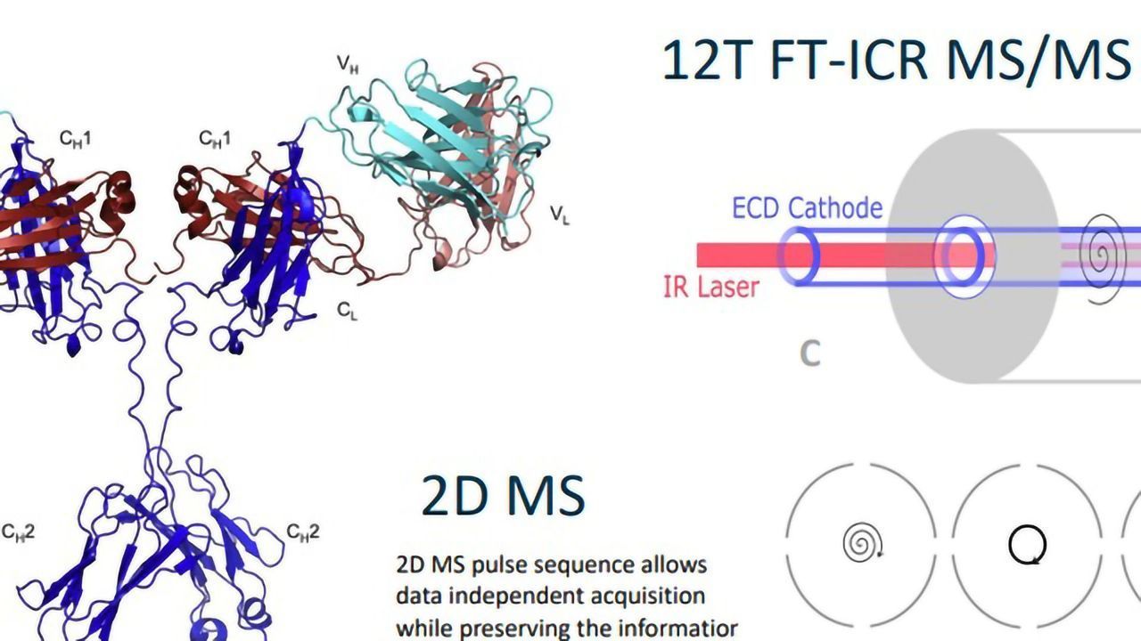 2D FT-ICR MS/MS Analysis of lgG1