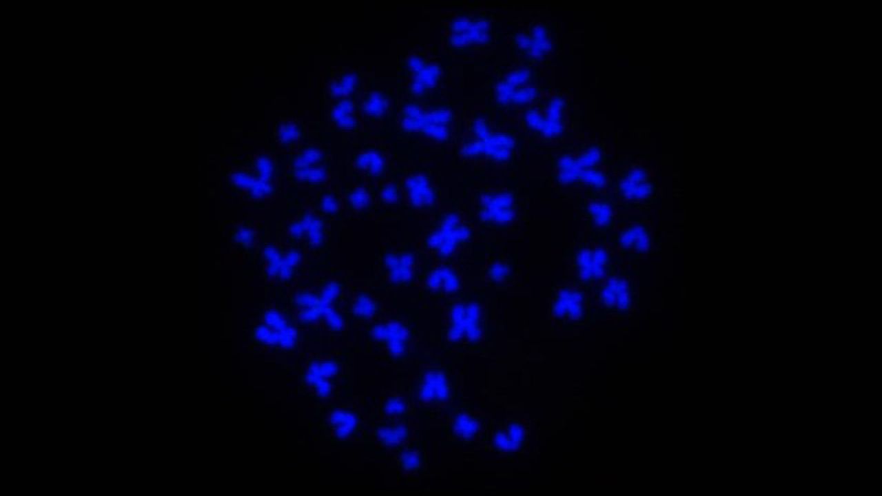 New Techniques Reveal Brain Cell Epigenomes