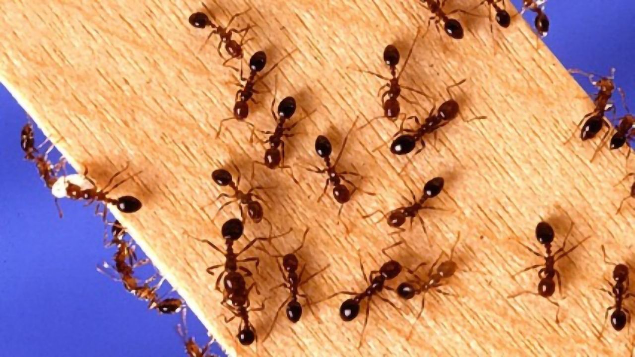 Fighting Fire Ants With Natural Enemies