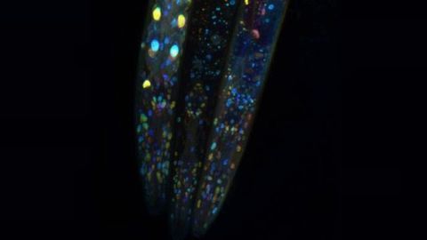 Hidden Differences May Help Cells Evade Drug Therapy