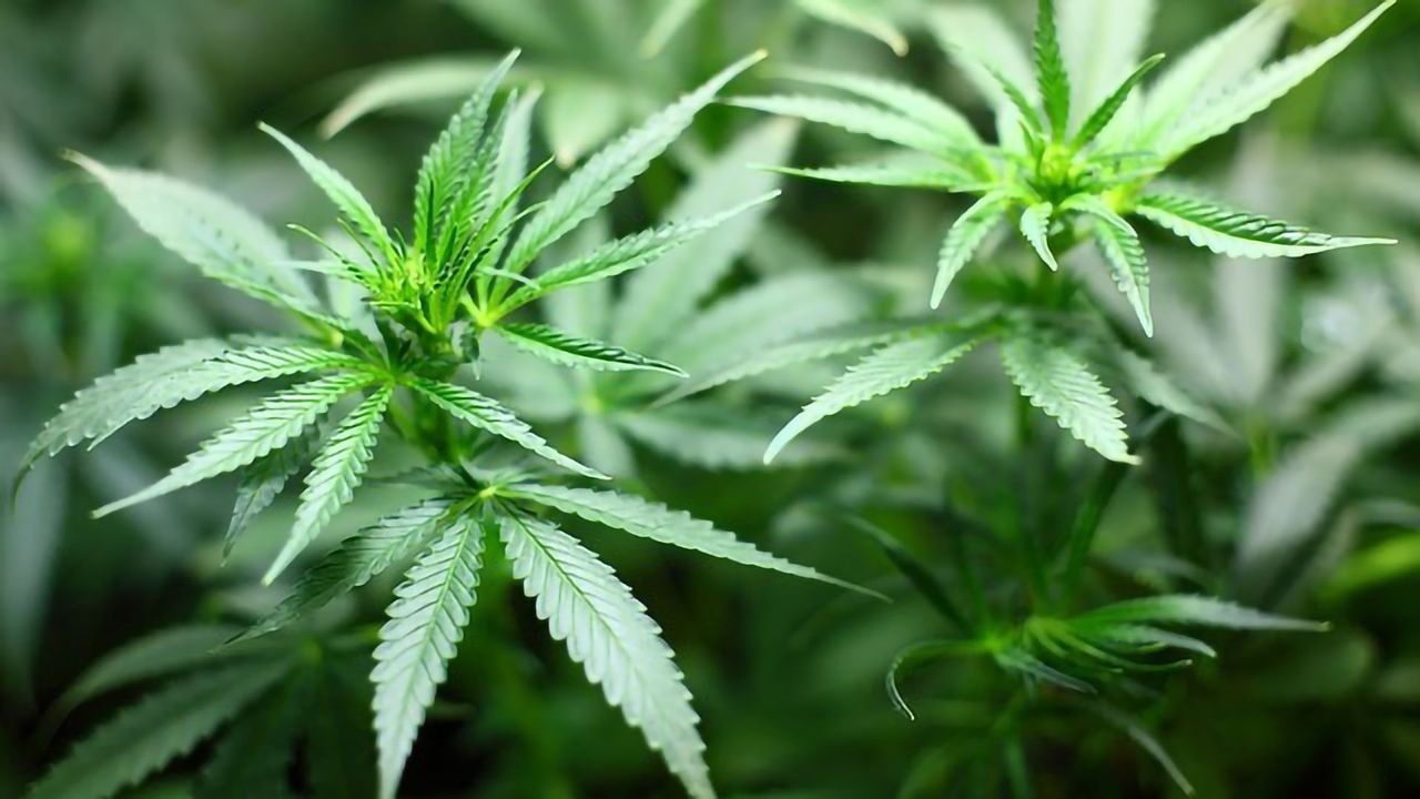 Collaboration to Advance Marker Discovery and Genotyping in Cannabis
