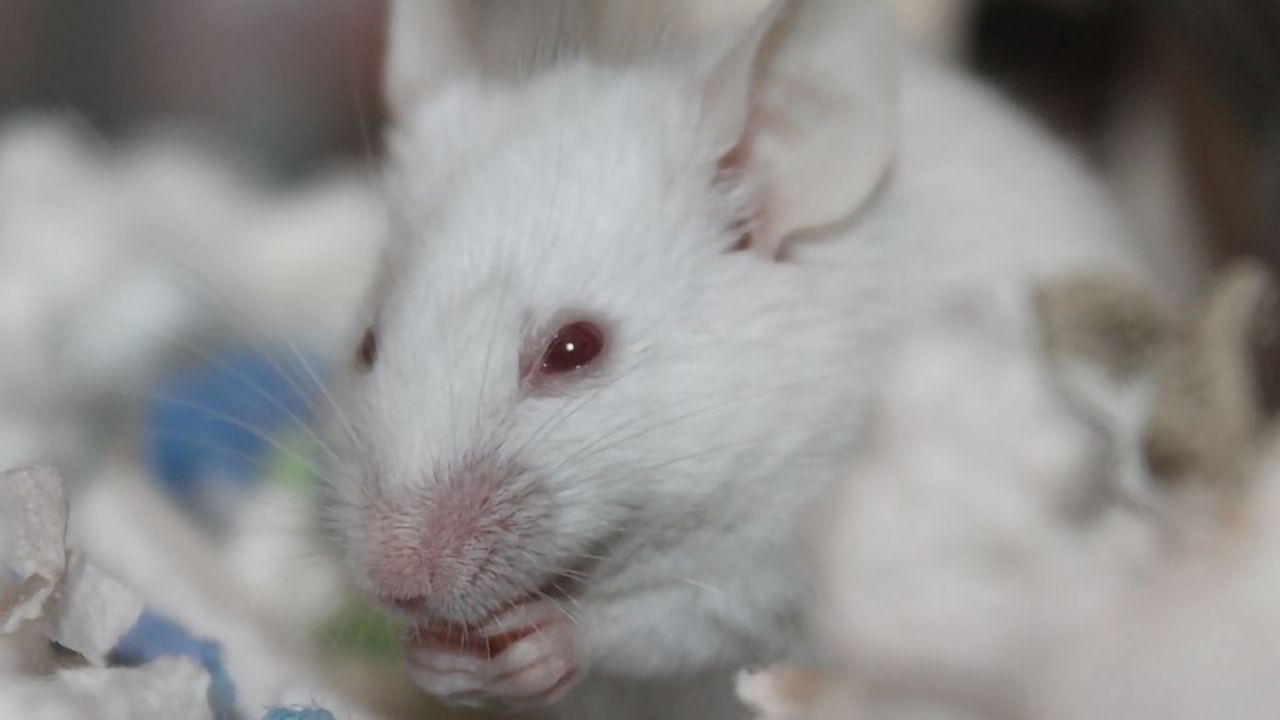 An End to Chemical Safety Testing on Animals Is in Sight