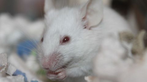 An End to Chemical Safety Testing on Animals Is in Sight