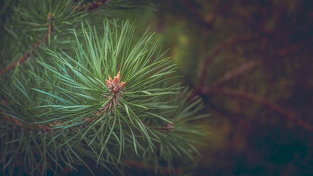 Pines Release Different Volatiles When Stressed