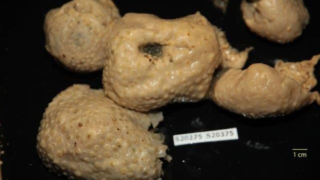 Vanquishing Malaria With a Sponge?