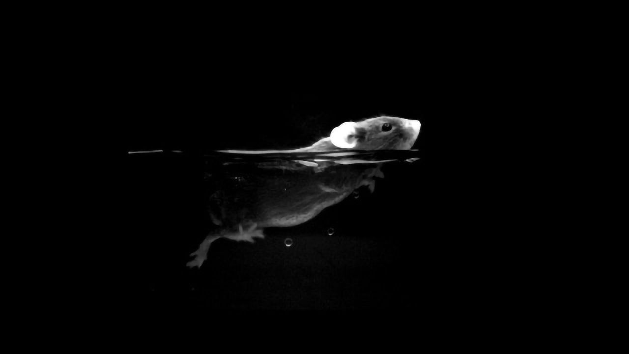 Pitch-dark Vision Study Shows How the Brain Drives Behavior