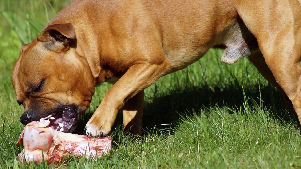 Many Pet Owners Don't Consider Raw Food an Infection Risk