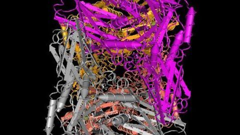 Gut Bacteria As Forces for Good (and Sometimes Evil)