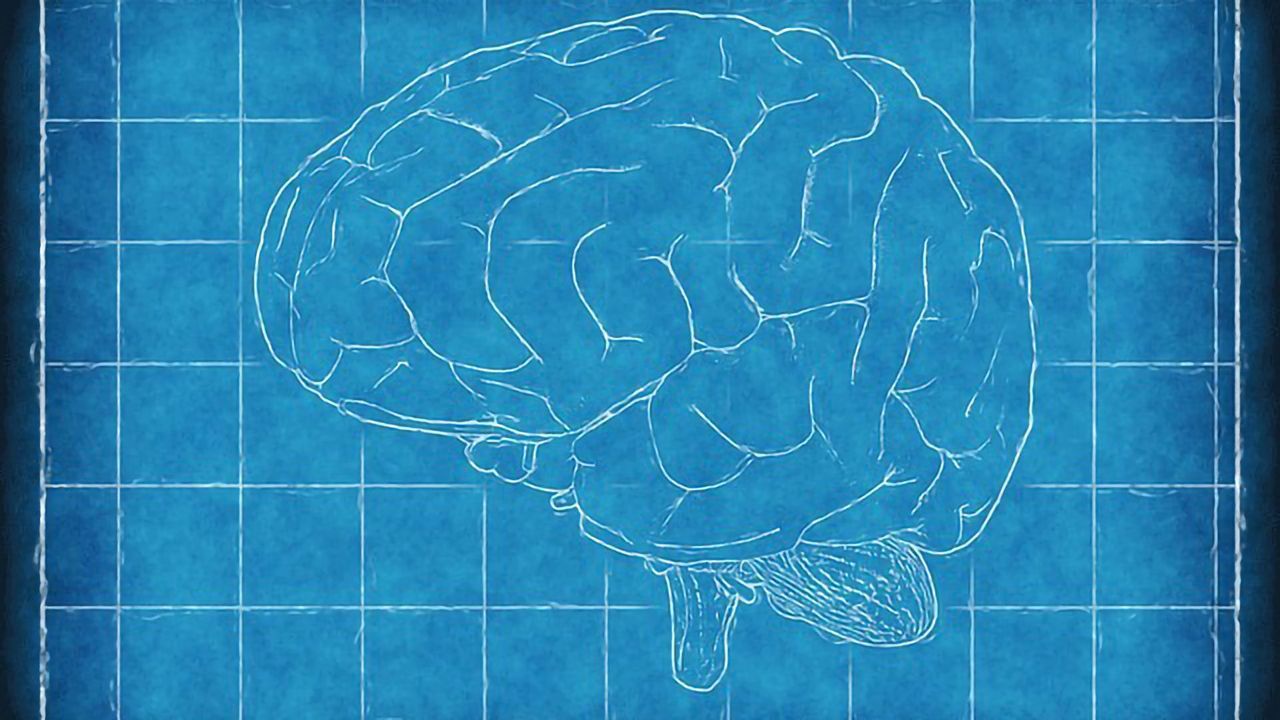 Diabetes Drug Promotes Brain Repair – But It Only Works in Females