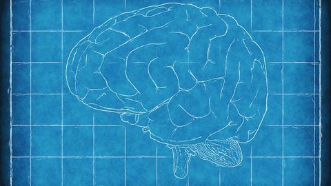 Diabetes Drug Promotes Brain Repair – But It Only Works in Females