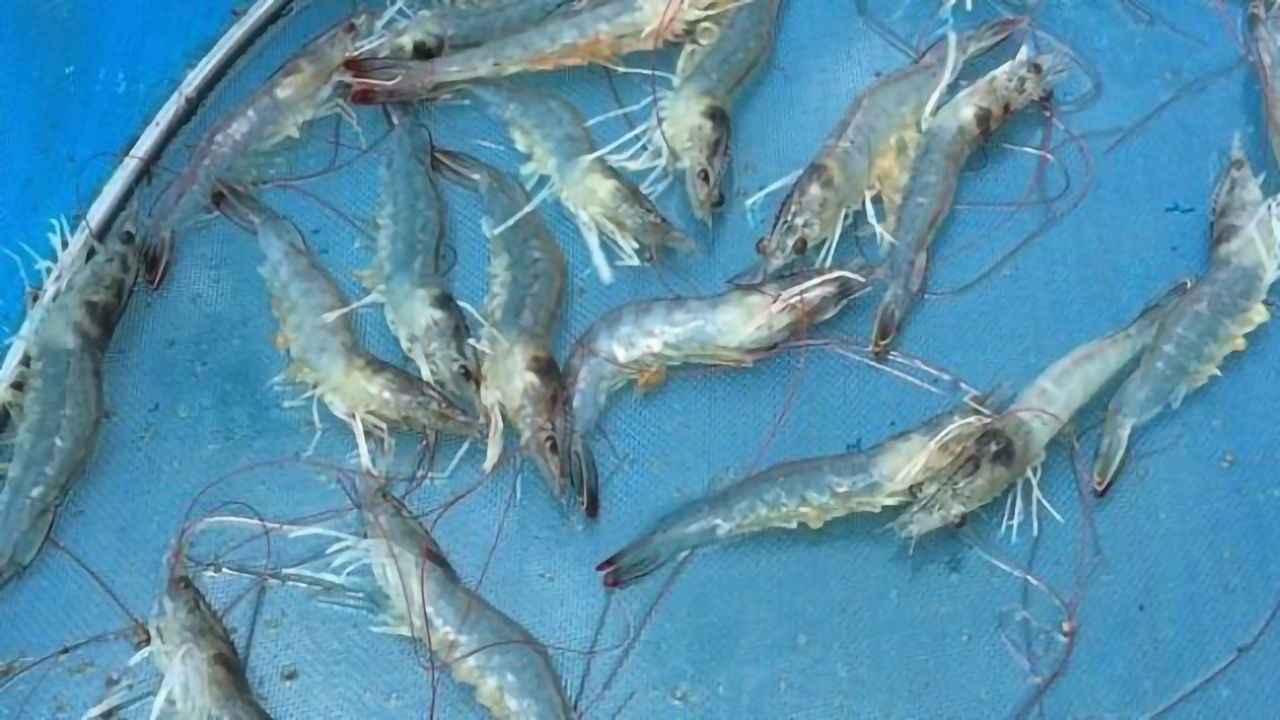 "Pathobiome" Gives New Angle on Disease