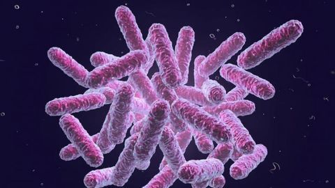 Diet May Mitigate Unwanted Side Effects of Antibiotic Treatment