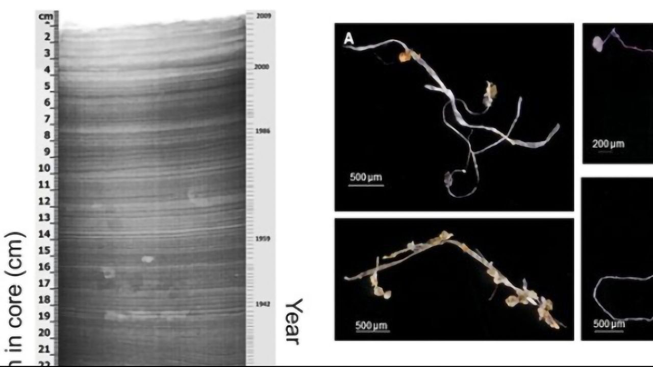 Plastic Pollution Enters the Fossil Records