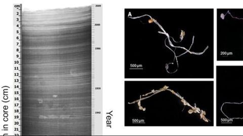 Plastic Pollution Enters the Fossil Records