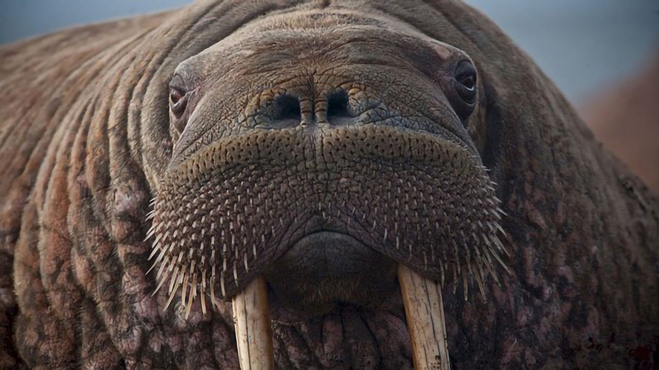 Ancient DNA Explains the Extinction of the Icelandic Walrus