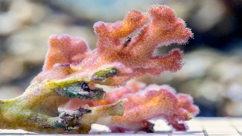 Helping Coral Reef Cope With Rising Sea Temperatures – Its All About Good Parenting