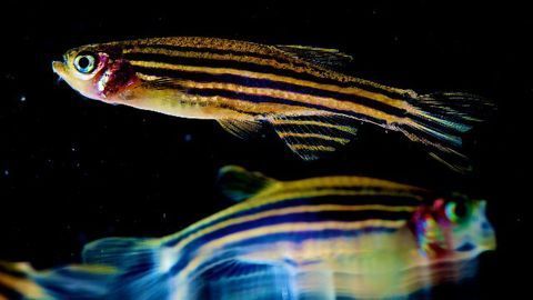 Zebrafish Study Shows Brain Activity Intensity Drives the Need for Sleep