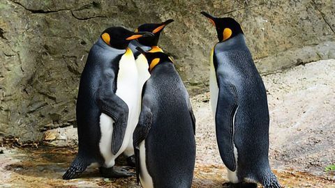 Penguin Genome Consortium Glean Insights Into Life on Ice