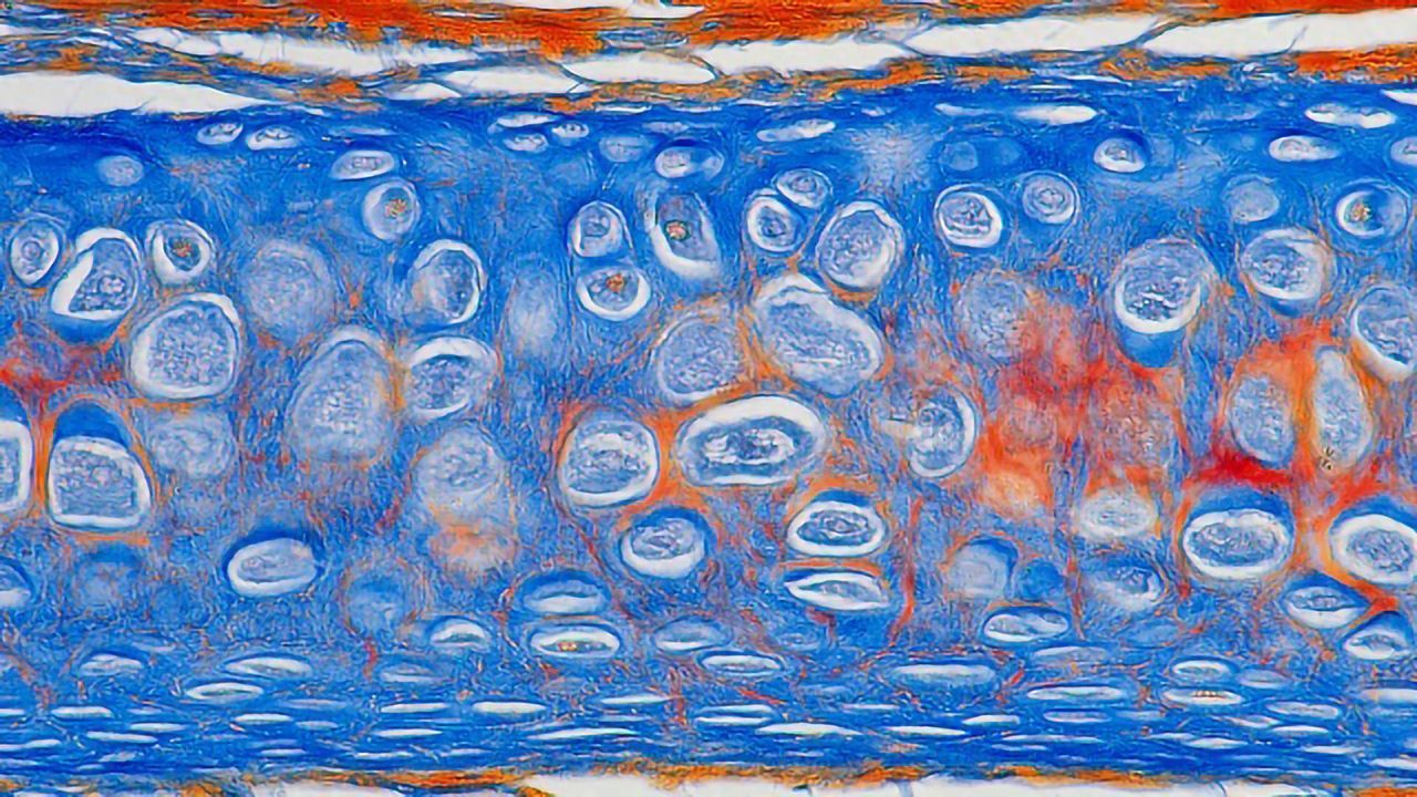 Cell Conversions Transformed From Black Box Guesswork to Systematic Discovery