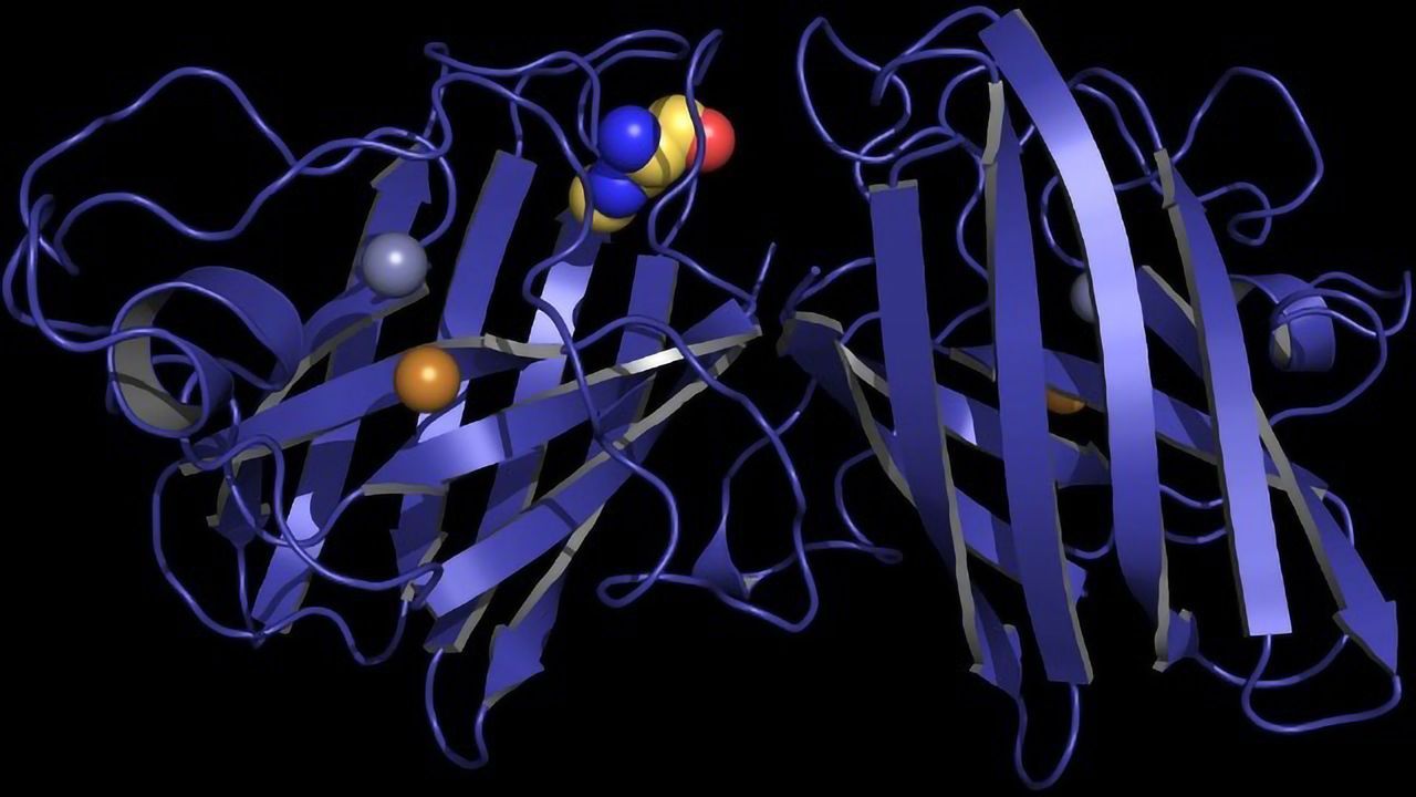 Model Shows How Algal Toxin May Cause ALS