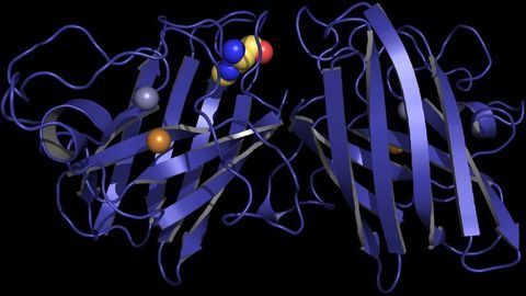 Model Shows How Algal Toxin May Cause ALS
