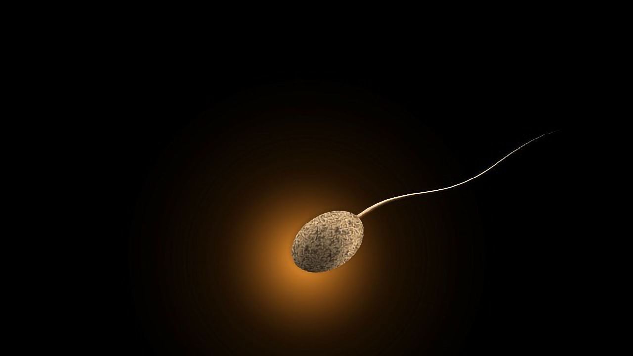 Endocannabinoids Are Widely Expressed in the Human Testis