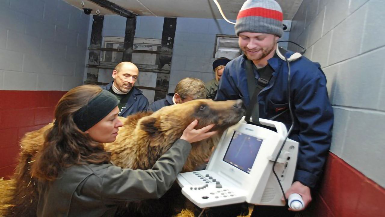 Genetic Preparation for Hibernation Is Key for Grizzly Bears
