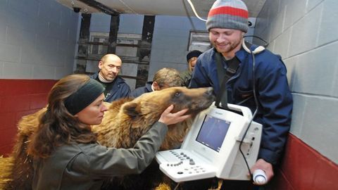 Genetic Preparation for Hibernation Is Key for Grizzly Bears