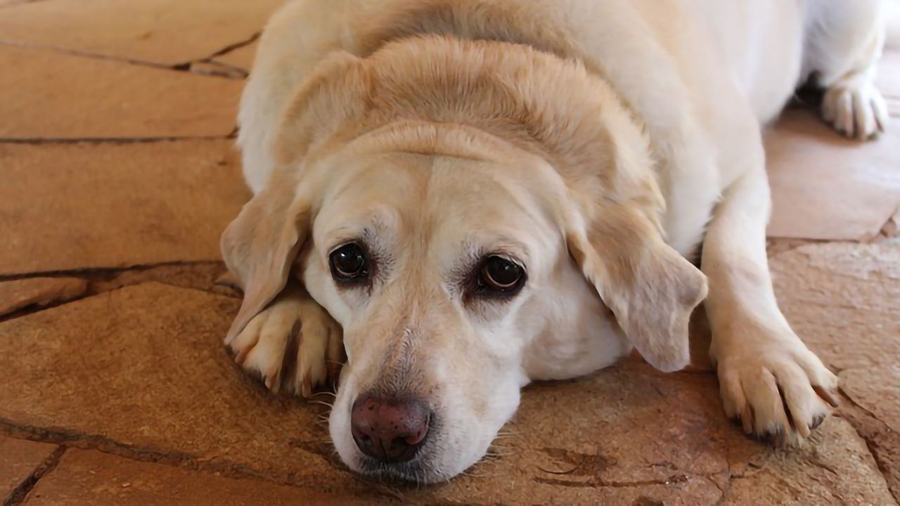 It's Not Just Looks That Dogs and Owners May Share