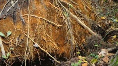 Wetland Microbe Could Help in Contaminant Clean-up