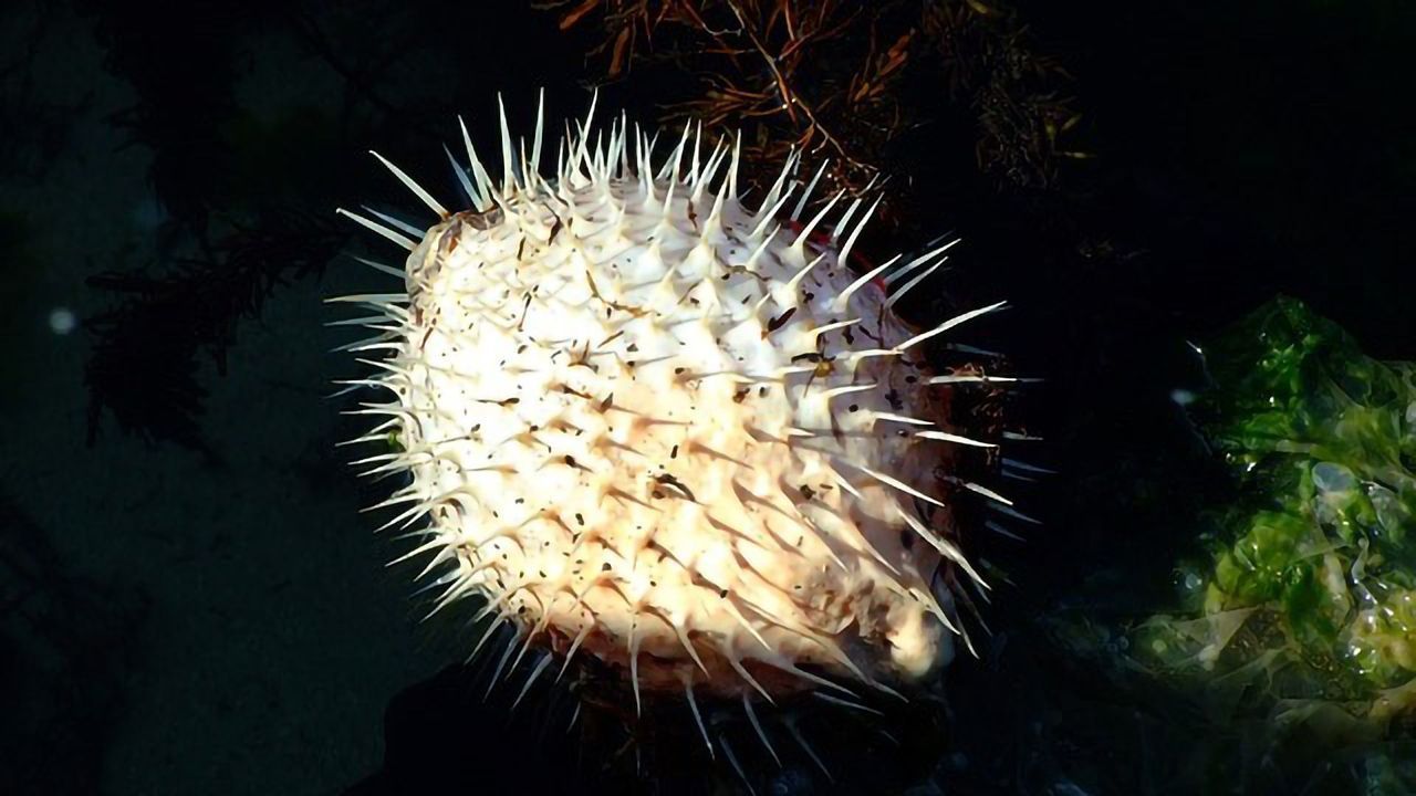 Innovative Material Inspired by a Prickly Source