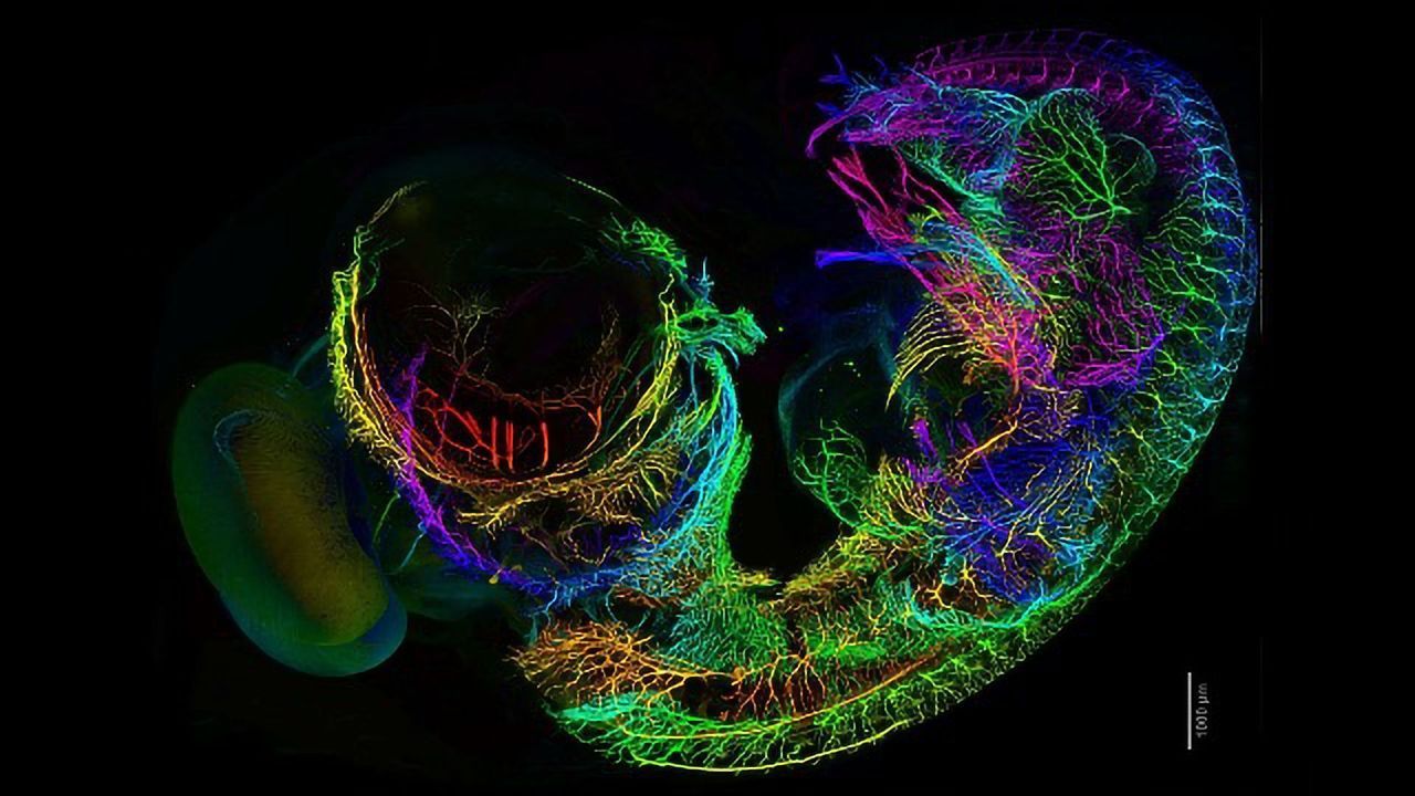 Chicken Embryo Nervous System