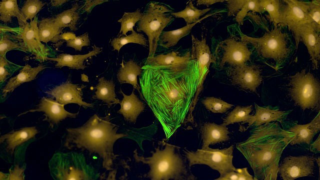 Cardiac Cells in the Shape of a Heart