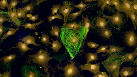 Cardiac Cells in the Shape of a Heart